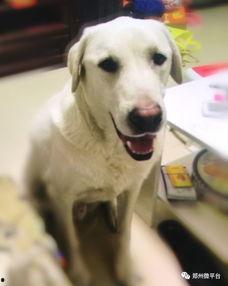 一个狗狗最新爆料视频在线观看,揭秘宠物界的秘密生活 第3张 一个狗狗最新爆料视频在线观看,揭秘宠物界的秘密生活 第3张